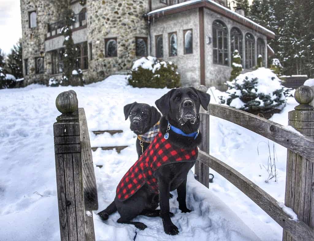 two black labradors wearing coats and sitting on a small footbridge covered with snow.