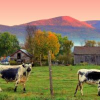 two cows grazing in a field in Sunderland, Vermont