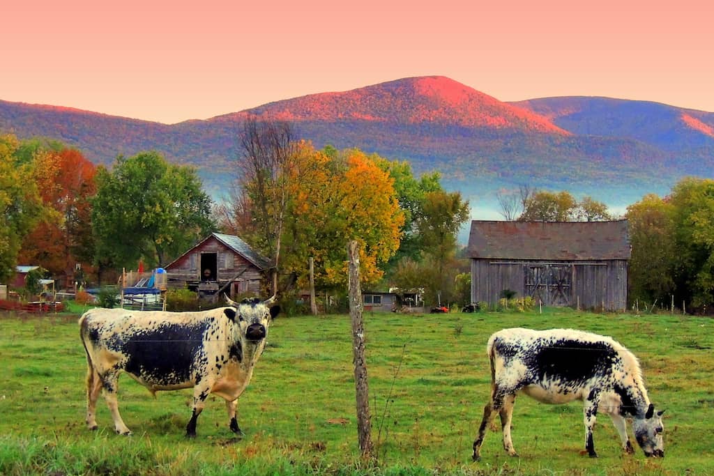 two cows grazing in a field in Sunderland, Vermont