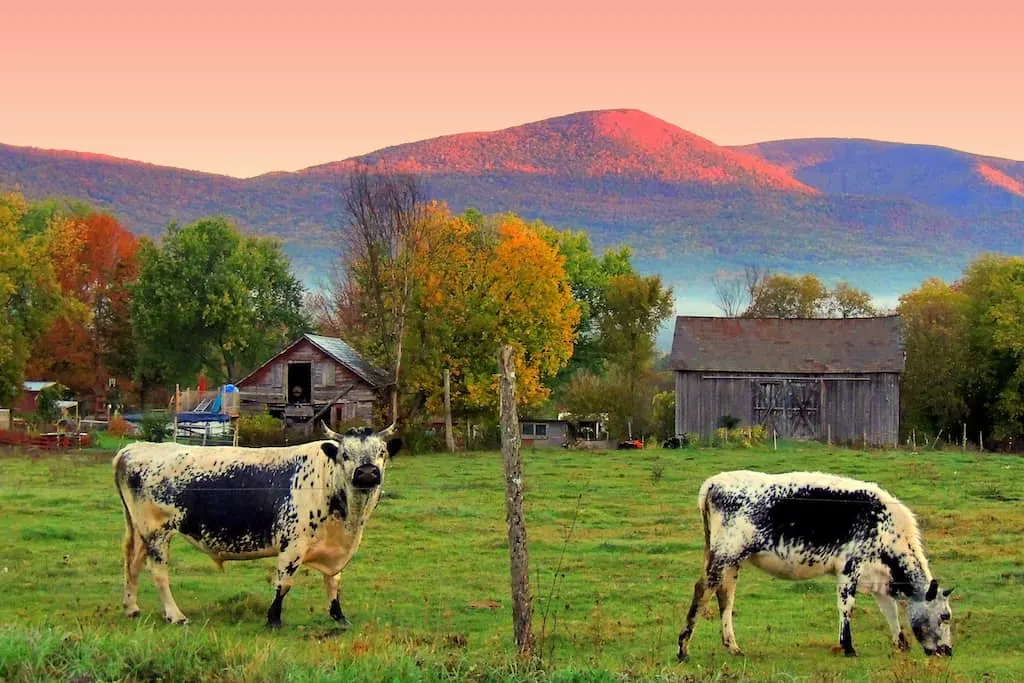 two cows grazing in a field in Sunderland, Vermont.