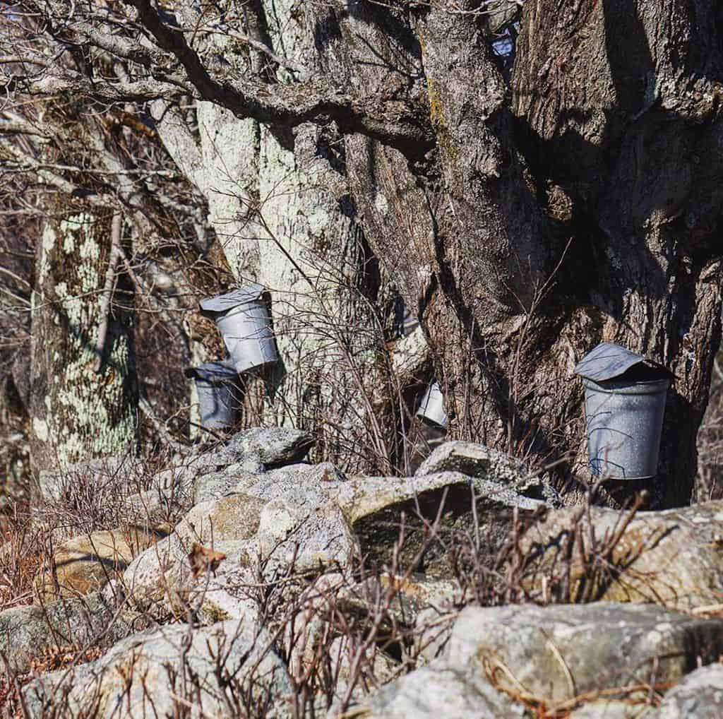 maple sap buckets hang on maple trees during an early Vermont spring.