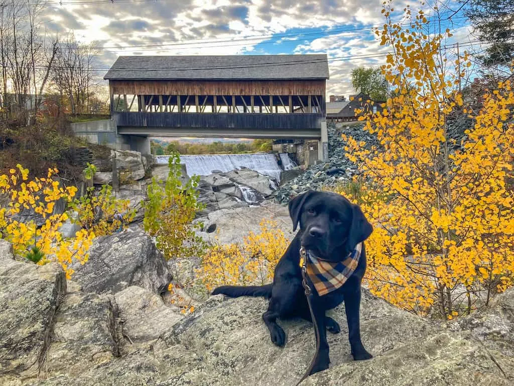A black lab puppy poses in front of the Quechee Covered Bridge in Quechee, Vermont.