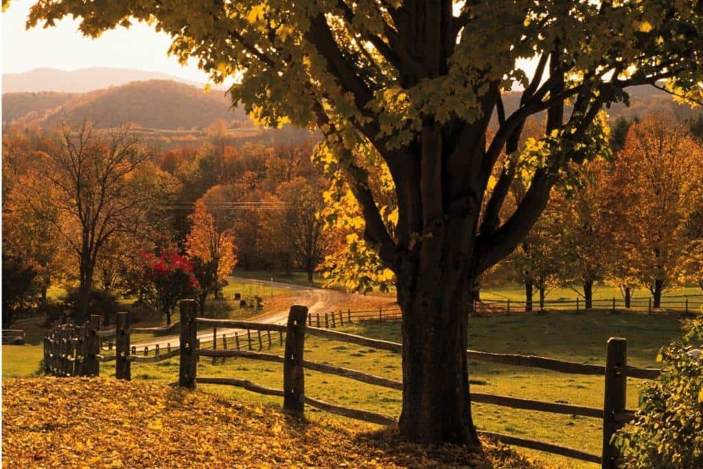 A split-rail fence along a farm field in Woodstock VT in the fall.