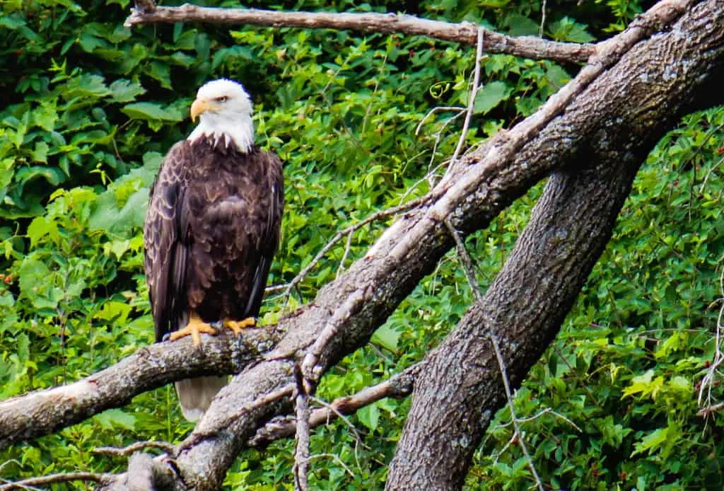 a bald eagle perched above the Connecticut River in Vermont.