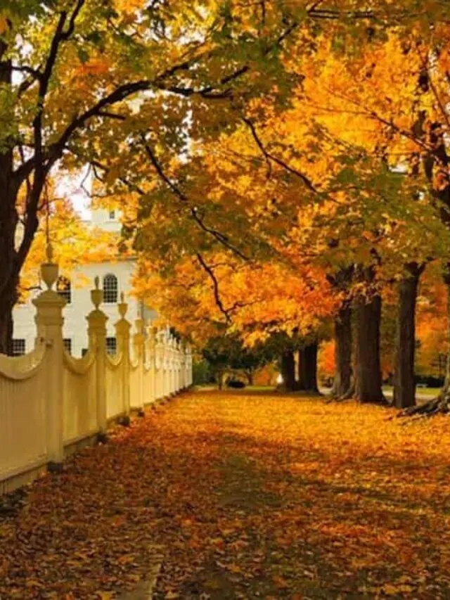 A photo of fall foliage on Monument Avenue in Bennington, Vermont.