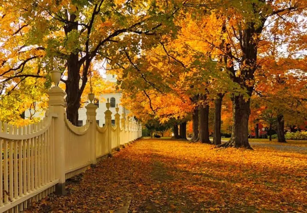 A photo of fall foliage on Monument Avenue in Bennington, Vermont.