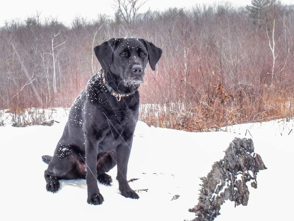 Our black lab, Flynn sitting in the snow and looking at the camera.