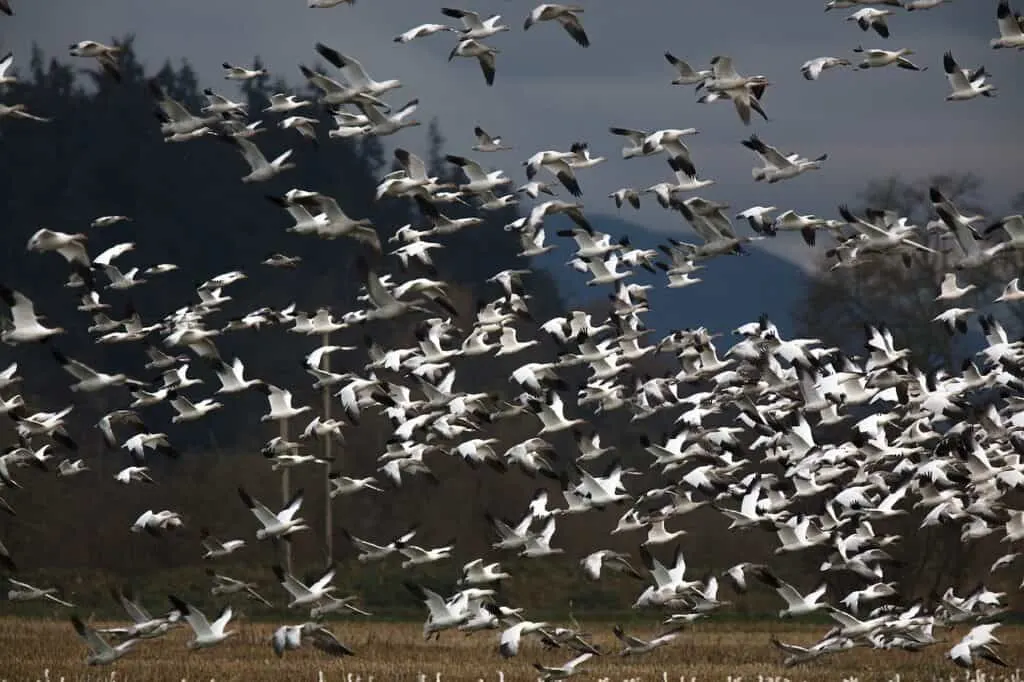 Snow geese in Addison, VT