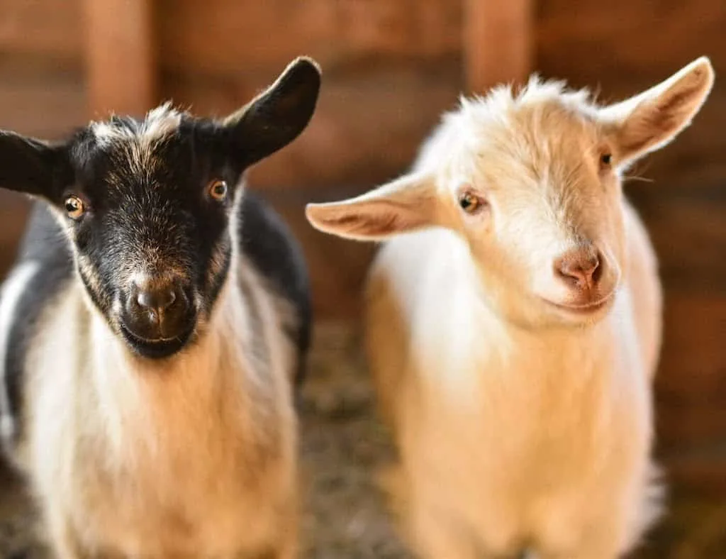 Two baby goats in Vermont.