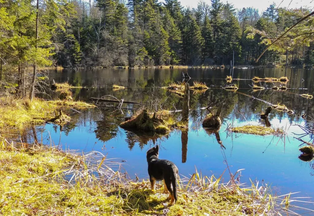  A small German Shepherd puppy stands at the edge of Adams Reservoir in Woodford State Park in Vermont. 
