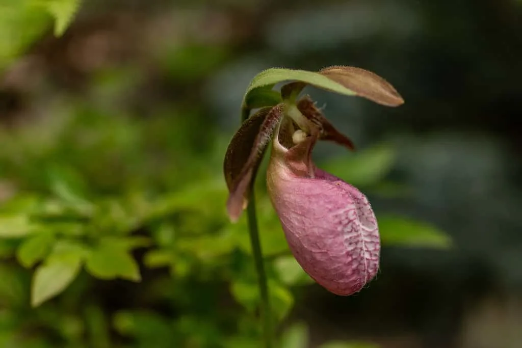 A pink lady slipper near the Bristol Ledges trail in Vermont.