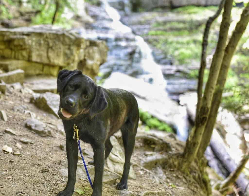 A black lab puppy stands in front of Lye Brook Falls 
