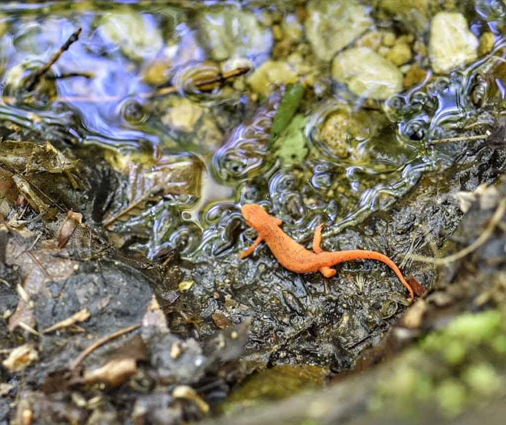 A red eft on the Lye Brook Falls trail in Manchester, Vermont