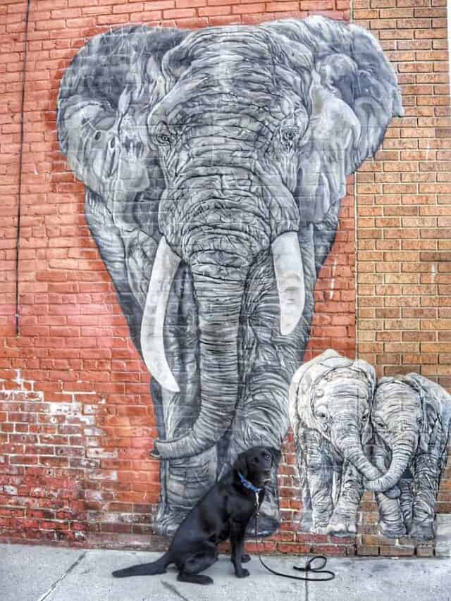 Discover the Murals of Rutland, Vermont Vermont Explored