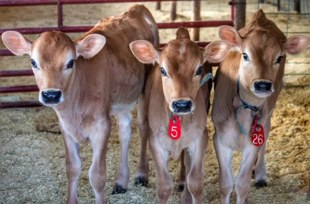 baby cows at Stony Pond Farm in Fairfield, Vermont.
