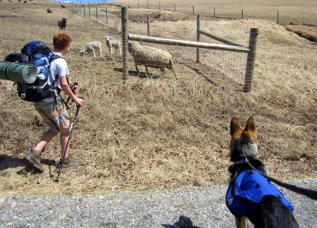 Saying hi to the sheep and lambs before cabin camping at Merck Forest.