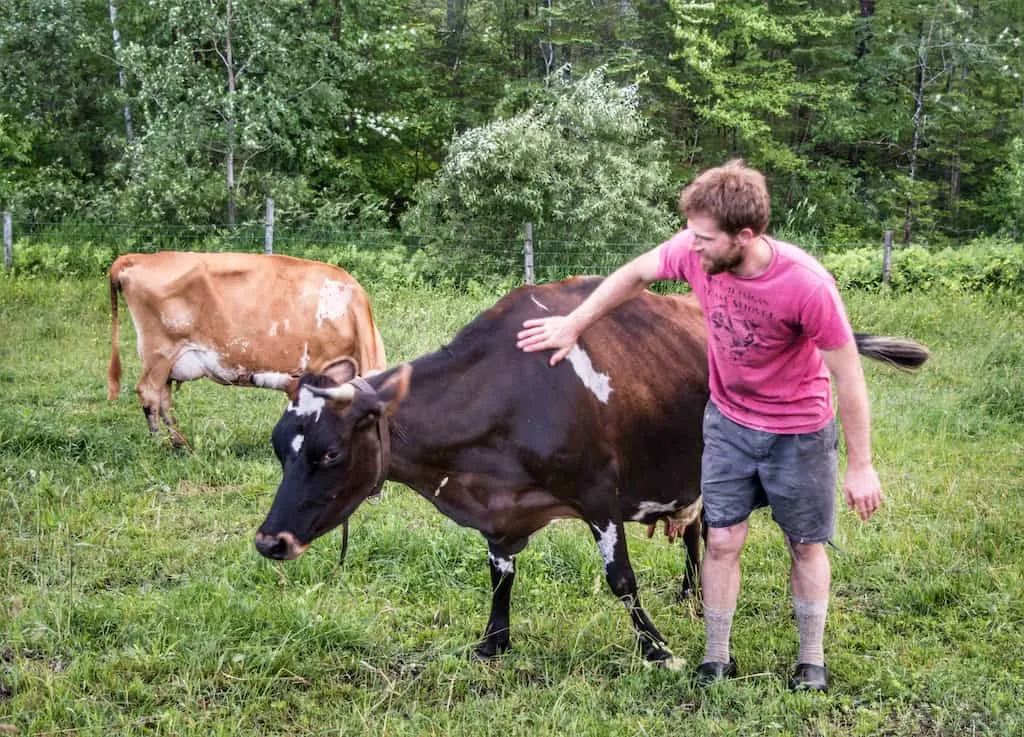 Evan, the host at Mountain Home Tent Sites, pets one of his dairy cows.
