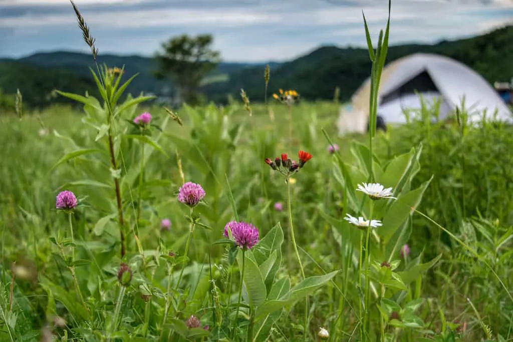 A small tent in a field of wildflowers at Free Verse Farm in Vermont.
