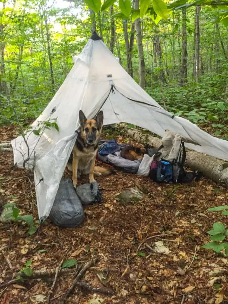 A German Shepherd peaks out of a tent rain fly in the woods of Vermont. 