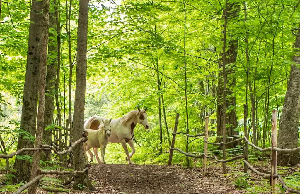 Two horses in New Haven, Vermont.