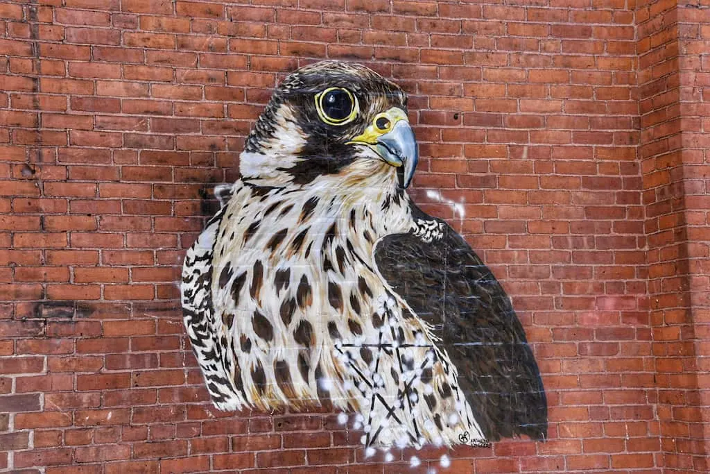 Peregrine falcon mural in Rutland, Vermont.