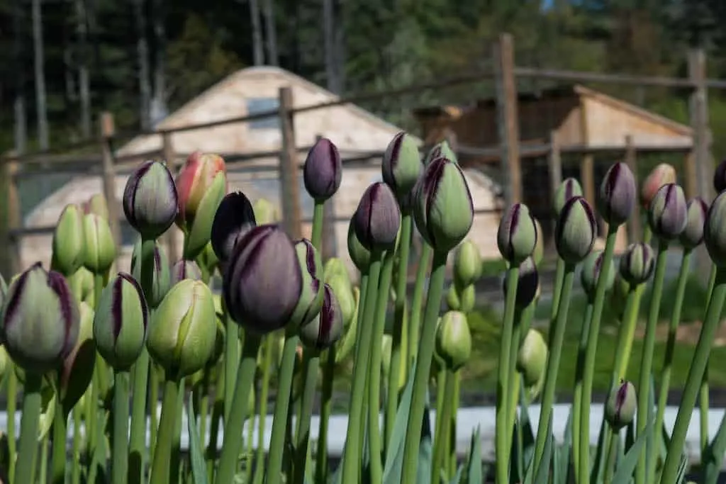 Tulips getting ready to bloom at Tanglebloom Flower farm in Vermont. 