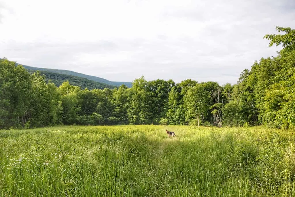 A German Shepherd dog on the hiking trail in Emerald Lake State Park in Vermont.