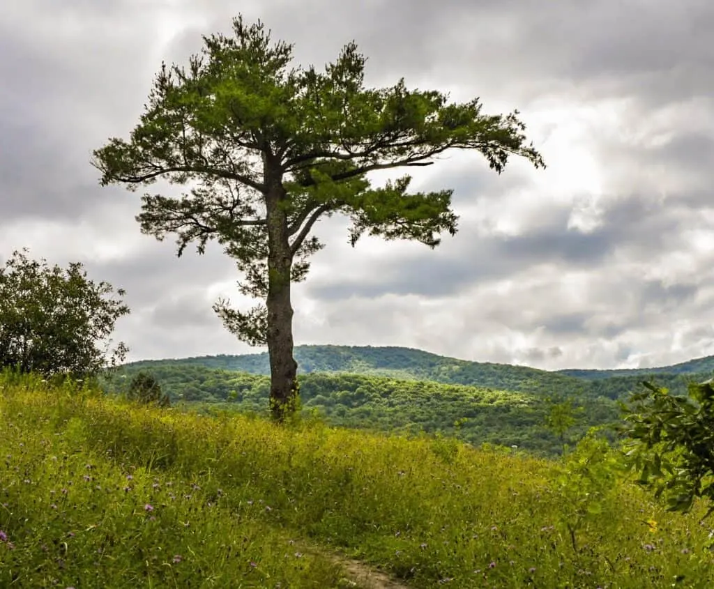 A lone tree stands in the meadow at Taconic Mountains Ramble State Park in Vermont.