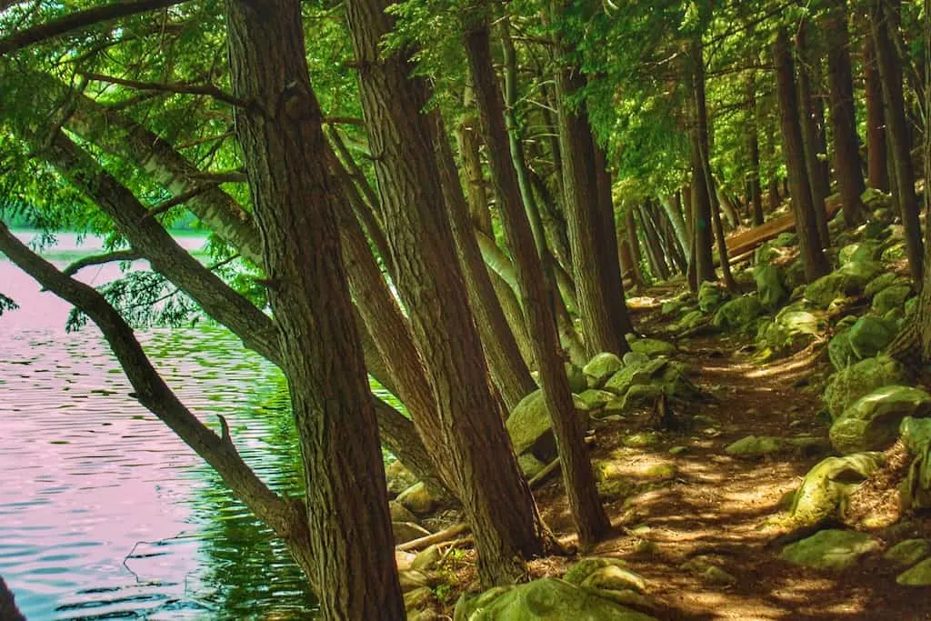 A hiking trail along Emerald Lake in Vermont.