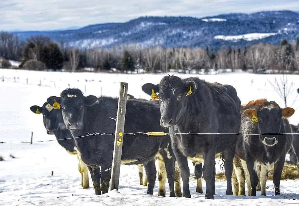 cows in a snowy field in Irasburg, VT.