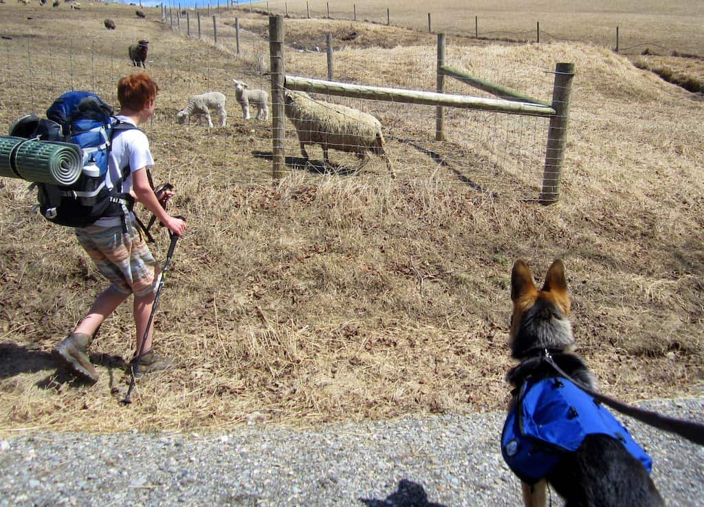 Ogden, a German Shepherd puppy, watches a sheep at Merck Forest in Rupert.