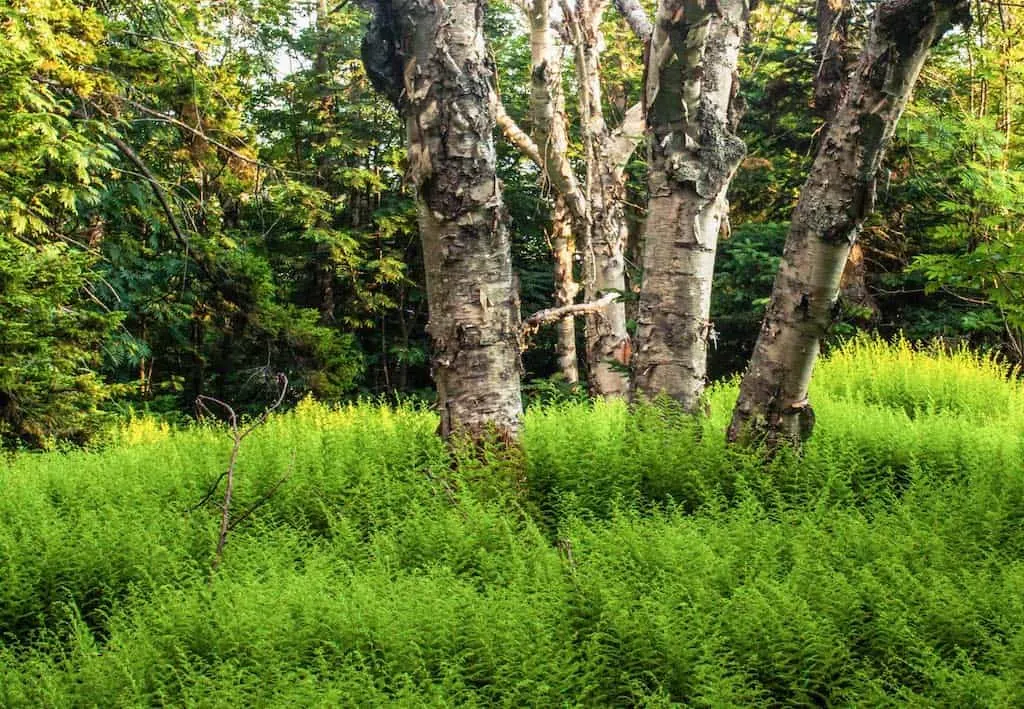 Birch trees growing near one of the Mt. Ascutney hiking trails.