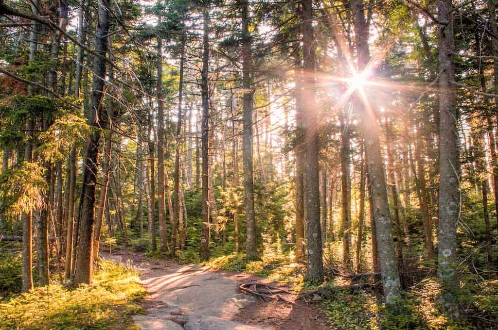 Sun shining through the trees on the summit in Mount Ascutney State Park in Vermont.