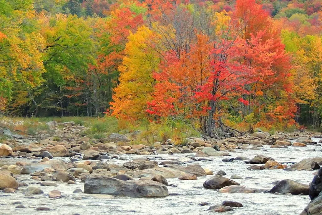 A tree covered with bright red leaves during fall in Wilmington, Vermont.