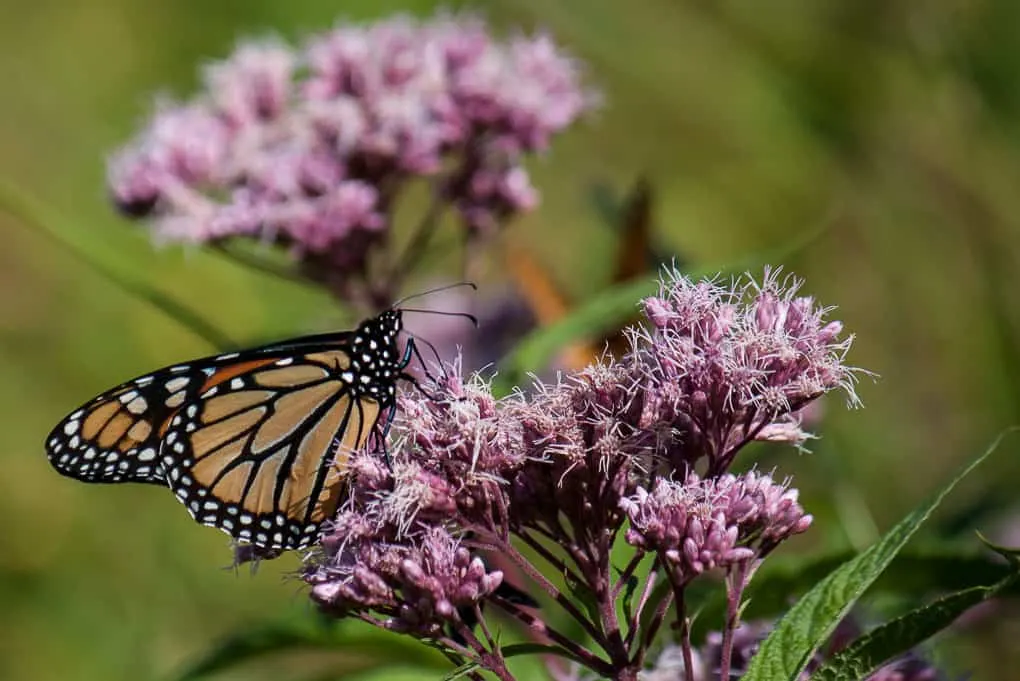 A monarch butterfly on a milkweed flower in Vermont.