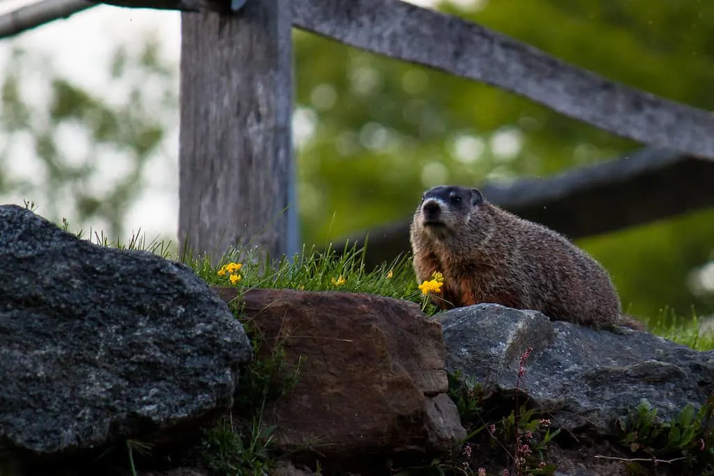 A woodchuck standing on a stone wall in Vermont.