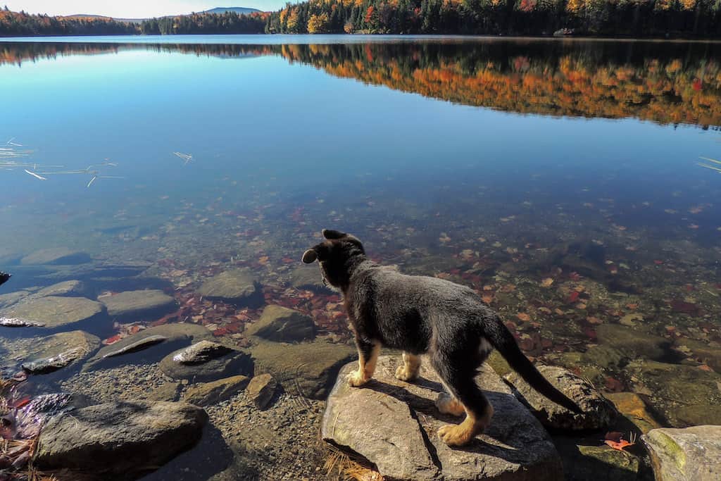 A German Shepherd puppy checks out the water at Grout Pond in Vermont during the fall foliage season.
