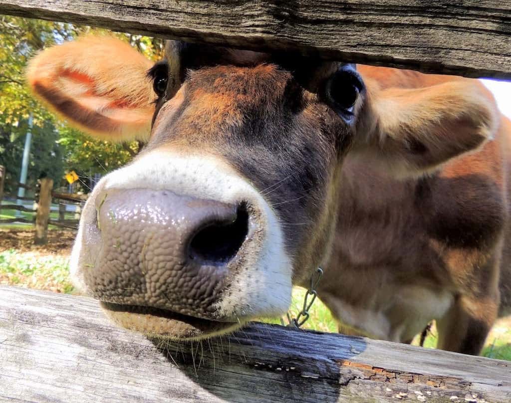 A friendly cow at Billings Farm and Museum in Woodstock, Vermont.