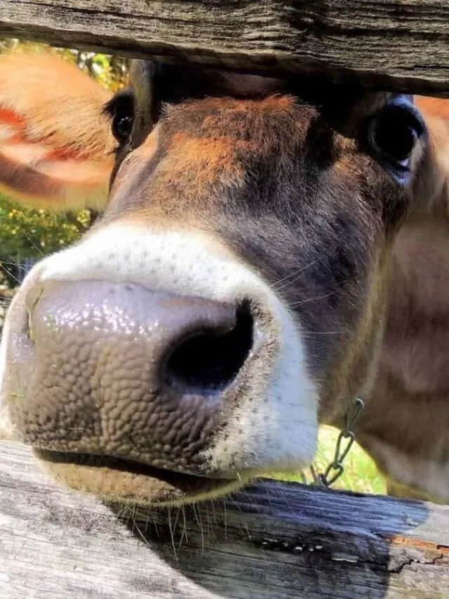 cropped-billings-farm-cow.jpeg