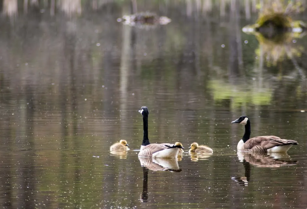 Geese and goslings at Lake Shaftsbury State Park in the spring.