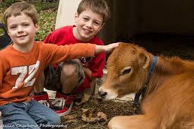 Two kids petting a calf at Sugarbush Farm in Woodstock, Vermont.