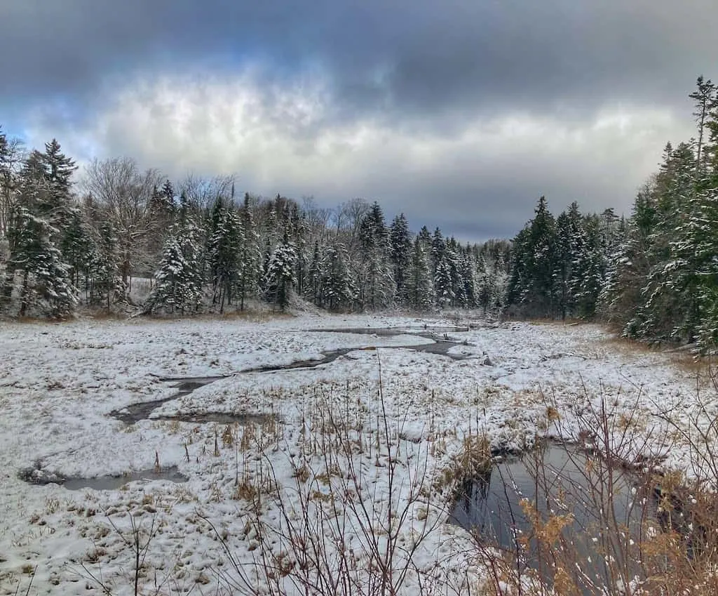 A snowy wetland in Woodford State Park in Vermont.
