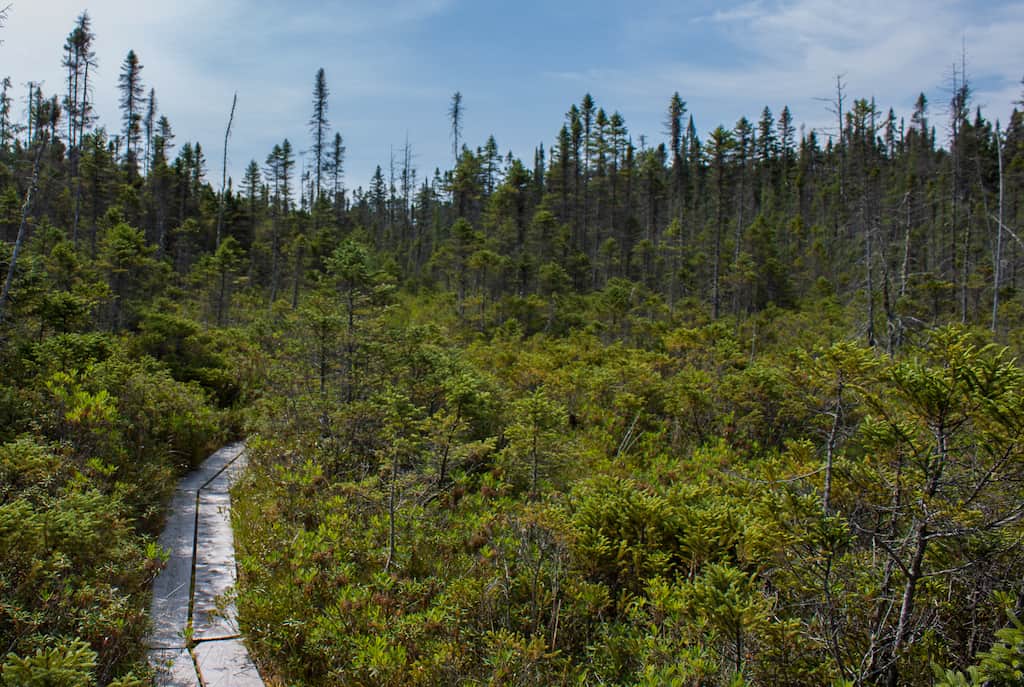 A path through Peacham Bog in Groton State Forest, Vermont.