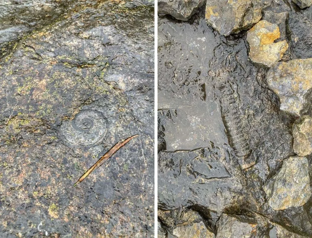 Two fossils found at Goodsell Ridge Preserve in Isle La Motte, Vermont.