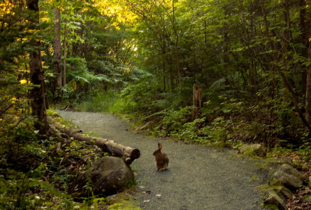 A snowshoe hare on the Kettle Pond Trail in Groton State Forest, Vermont.