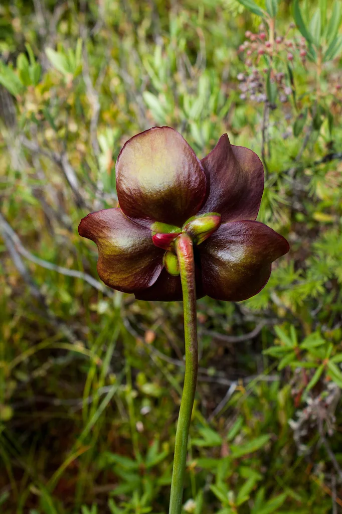 A pitcher plant in bloom in Groton State Forest, Vermont.