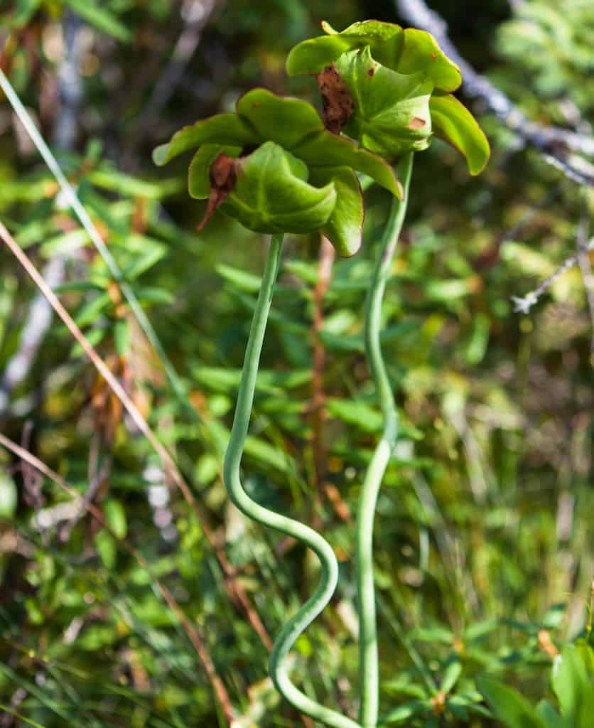 A pitcher plant flower growing near a bog in Burlington Vermont.