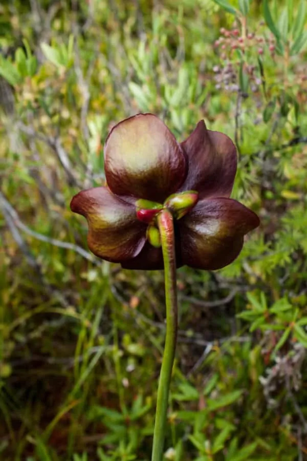 A pitcher plant flower growing in a bog near Burlington, Vermont. 