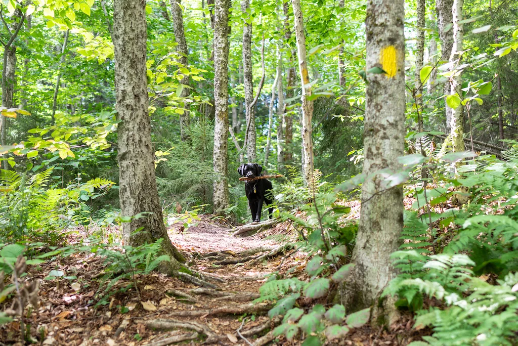 Malinda, a black lab, on the Kent Brook Trail in Gifford Woods State Park, Vermont.