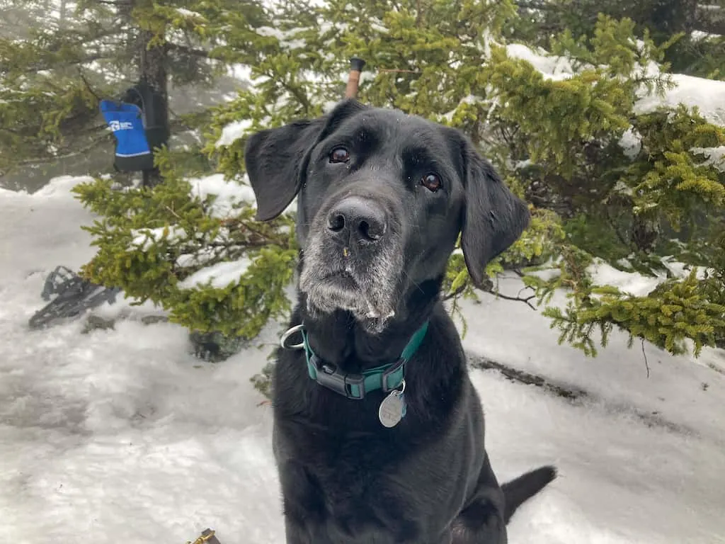 A black labrador sits in front of a snowy fir tree on the top of Haystack Mountain in Wilmington, Vermont.